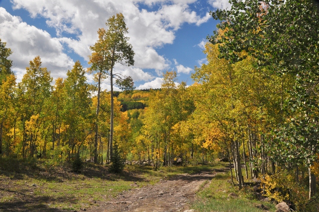 Aspens line the 121 into the Grand Mesa Natl Forest